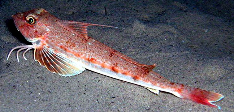 Chelidonichthys obscurus_04.jpg